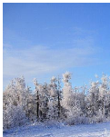 【丹枫】雪下埋藏着，姹紫嫣红（组诗）