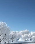 【菊韵】雪景（四首）