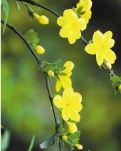 【楚汉】花间词迎春之歌四首（古韵）