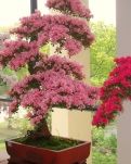【丹枫】晚上的药（外一章）