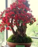 【丹枫】丁香花开（散文）