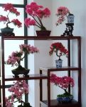 【丹枫】心里的桃花（外一章）