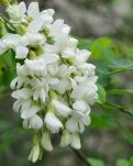 【楚汉】花间词五首 （古韵）