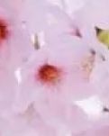 【丹枫】风舞桃花（散文诗）