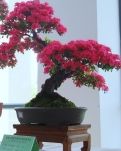 【丹枫】那些枣树上的玫瑰（散文）