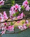 【丹枫】桃花雨三十题（古韵）