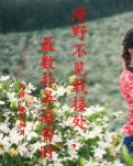 【丹枫】漫野不见载接处，最数扑鼻溢香时 （散文）　