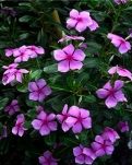 【看点】长春花开（散文）