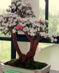 【丹枫】在心的旷野里（外一章）