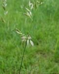 【暗香】写在五月（诗歌）