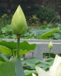 【丹枫】聊斋·梦幻（散文）