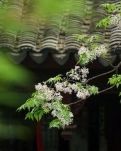 【荷塘“PK大奖赛”】风信不语，我自深情（散文）