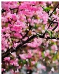【丹枫】 绝律、桃花赋（古韵）