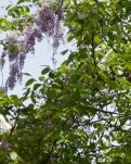 【柳岸•暖】紫藤花开在核桃树上（小说）