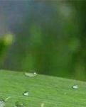 【丹枫】芒种与水（散文诗）