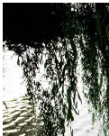 【丹枫】夏日湖畔，你留下我多少怀念（组诗）