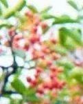 【风恋】又是椒红香满园（散文）