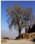 【晓荷·家国天下】老榆树，村庄的守护神（散文）