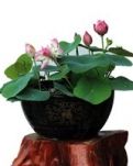 【丹枫】愿做一池的美莲花（组歌）