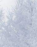 【西风】雪落故乡（散文）