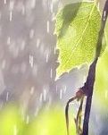 【荷塘“春之梦”征文】一场雨，一份情（散文）