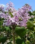 【丹枫】五月，家乡的紫丁香（外两首）
