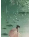 【柳岸】夏之韵（组诗）