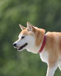 【柳岸】黄黄和灰灰（散文）