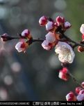 【丹枫】杏花朵朵（小说）