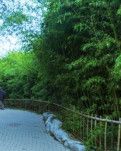 【柳岸•芳】居有竹（散文）