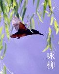 【浪花】咏柳（散文）