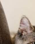 【萌芽】老人与独眼野猫（小说）