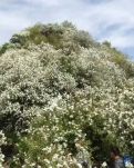 【时光】山中赏花畅想（散文）