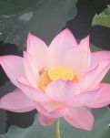 【流年】夏至，父爱已至（散文）