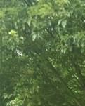 【萌芽】香樟树（散文）