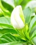 【看点·探幽】种子爆裂的声音（外二首）