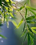 【萌芽】故乡的竹（散文）