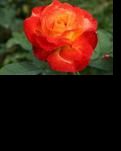 【宁静•秋】月季花（小说）