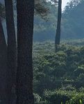 【柳岸】三桥有条岩板路（散文）