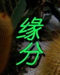 【柳岸】缘分（微小说）