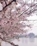 【晓荷】春天  等一场樱花的盛宴（散文）