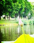 【东篱•追】荷浜（散文）
