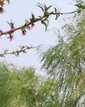 【八一】人赶花（散文）