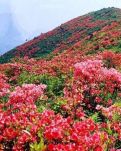 【神舟·向未来】映山红（诗歌四首）