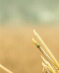 【东篱】夏日情怀（诗歌）