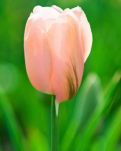 【萌芽】发烧的我（记叙文）