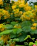 【楚汉】红尘一梦醉千年（轱辘体）​ ​ ​