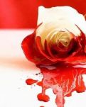 【风恋】滴血的玫瑰（散文）