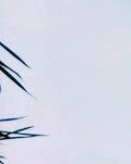 【丁香】在滴水岩的日子
