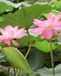 【晓荷·实力写手】种莲（外三首）